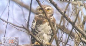 कूनो राष्ट्रीय उद्यान में फॉरेस्ट ऑउलेट का दिखाई देना, शुभ संकेत